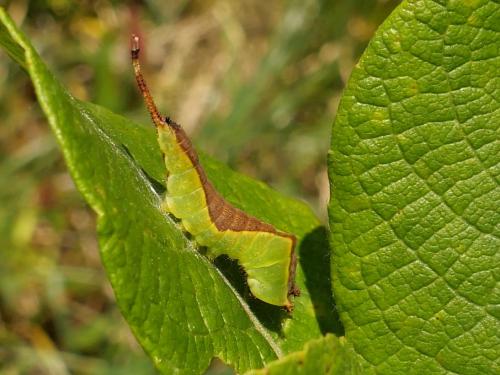 Cerura vinula